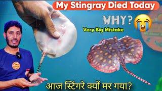 I Lost My Stingray Fish? How it's happened , Very sad moments for Fish Hobby