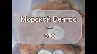 Приветственное видео