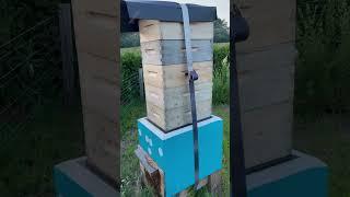 Nectar is FINALLY flowing in late July! #beebarn #bees #honeybees