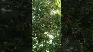 #viral...!!!!!  seorang remaja mesum di kebon salak""""""""":-)