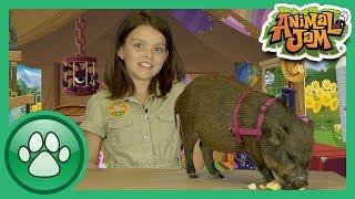 Wild Explorers - 8 Amazing Pig Facts!