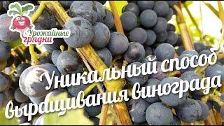 Уникальный способ выращивания винограда #urozhainye_gryadki