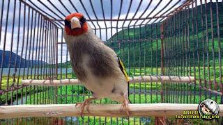 Drunken Gray-headed Goldfinch