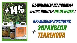 Выжимаем максимум урожайности на огурцах! Применяем комплекс Энрайвелл + Терренова!