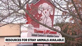 Injured dog found by animal control dies