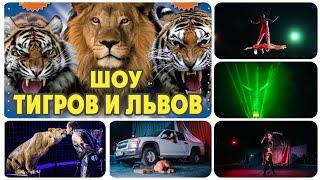 Шоу тигров и львов ● Цирк Тольятти