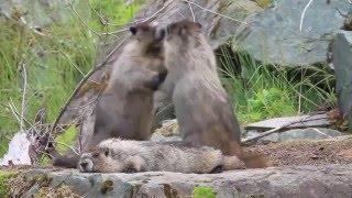 Marmots Family Animals Furry