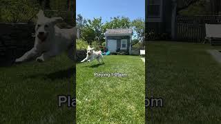 Out of Shape  #goldenretriever #pets #puppy #funny #doggo #doglover