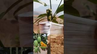 big mango plant grafting #mangografting #bigmango #grafting #youtubeshorts