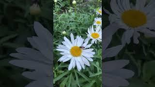 ЦВЕТОЧНОЕ НАСТРОЕНИЕ для ДУШИ #июнь #relaxingmusic #flowers  #флористика #ромашки #лилии