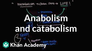 Overview of metabolism: Anabolism and catabolism | Biomolecules | MCAT | Khan Academy