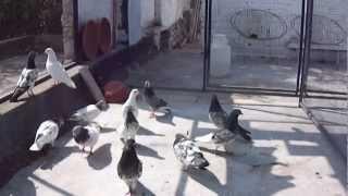 Flying Pigeons of Ustad Shahid Khan Islamabad