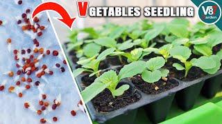 The Secret to Growing Vegetables from Seeds to Transplant