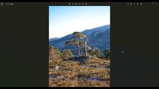 Ogham Meditation: October 2, 2023: Scots Pine