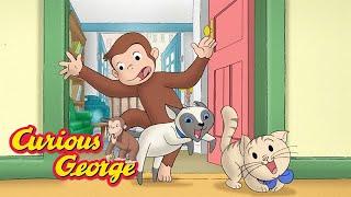 George the cat sitter  Curious George  Kids Cartoon  Kids Movies