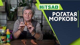 Что Делать если Морковь Рогатая ️ Кривая морковь. Почему ‼️ Советы от Хитсад ТВ хитсад медиа