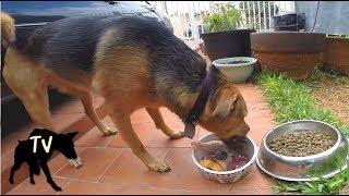 Sasha dog kibble vs Real Food | Prey Model Raw Dog Food Mukbang