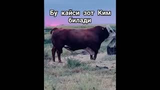 Неча кг чикади ёзамиз #mol #cow #qoybozor #funny #bull #qoyboqish #baki #molbozor #animals #bozor