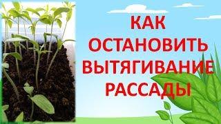 ПОЧЕМУ ВЫТЯГИВАЕТСЯ РАССАДА? Как выращивать рассаду. Как остановить вытягивание рассады.