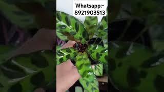 Calathea Plants for sale#calathea  #plants #youtubeshorts#sales #shorts#shortsfeed#video #viralvideo