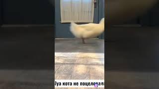 Каждый уважающий себя