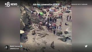 Sea lions chase beachgoers at La Jolla Cove