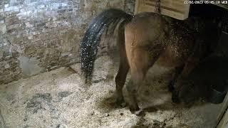 Horse taking a massive shit