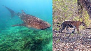 South India & Maldives 2024: wildlife & marine life