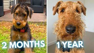 Airedale Terrier Winston - 2 Months to 1 Year - From Puppy to Adult Dog Transformation