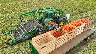 Mechanical Halloween Pumpkin Harvest | De Terp Squashpackers