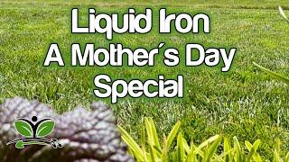 Liquid Iron for Your Lawn // Sunniland, Greene Effect or Lawn Star?