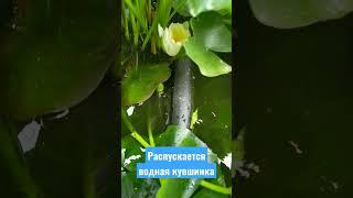 Агойская долина.Распускается кувшинка. Приезжайте посмотреть!