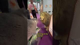 King of the internet meets King of the jungle | Cats