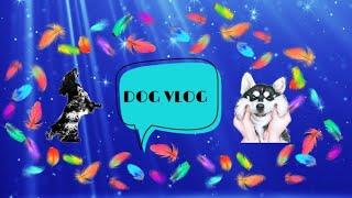 DogVlog : прогулка с собаками на Каму.|Русский спаниель|