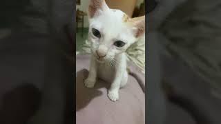 Голос Души Vol.2 …Все хотят что бы мир стал добрее… #животные #собаки #кошки