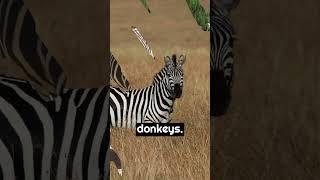 Zebras are herbivorous mammals known for their distinctive black and white striped coats....