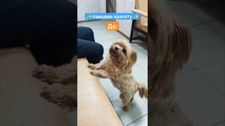 Грумеры стараются вопреки всему #юмор #собака #животные #йорк #мальтийскаяболонка