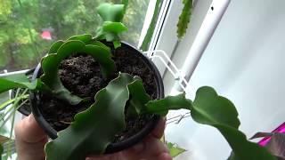 Мои Лесные кактусы Эпифиллум Epiphyllum