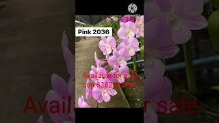 Den. Seedlings for sale|combo offer|New year offer| #plants #plantsforsale #music #video #subscribe