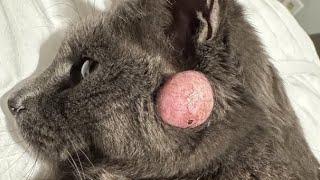 Massive Botfly Maggot Removed From Kitten's Head (Part 12)