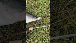 River2Sea Whopper Plopper