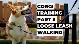 Corgi Training Guide: Part 3 - Achieving LOOSE LEASH WALKING With Your Dog: TIPS and EXERCISES