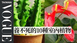 懶人專用！10種養不死的室內植物｜健康生活｜Vogue Taiwan