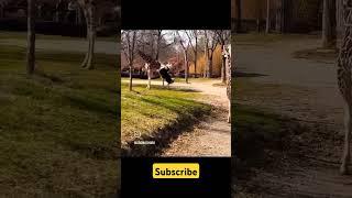#zebra #ostrich #zebra vs ostrich fight