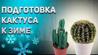 Уход за кактусом осенью. Подготовка кактуса к зимовке.