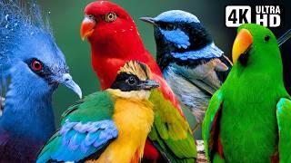 Most Beautiful Birds of Indonesia | Colourful Birds | Relaxing Nature Sounds | Breathtaking Nature