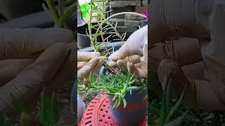 technique decor portulaca flower in pot #garden #gardenflower #handmadeplanter #shorts