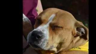 The Dogs of Helping Hounds