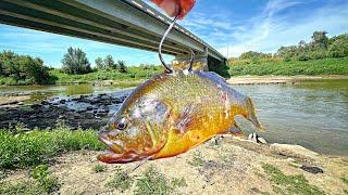 This Was ILLEGAL.. Now It's NOT!!! (Unexpected Monster Catch)