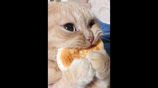  Самые смешные кошки!  Подборка смешных видео котов, котят и собак! 